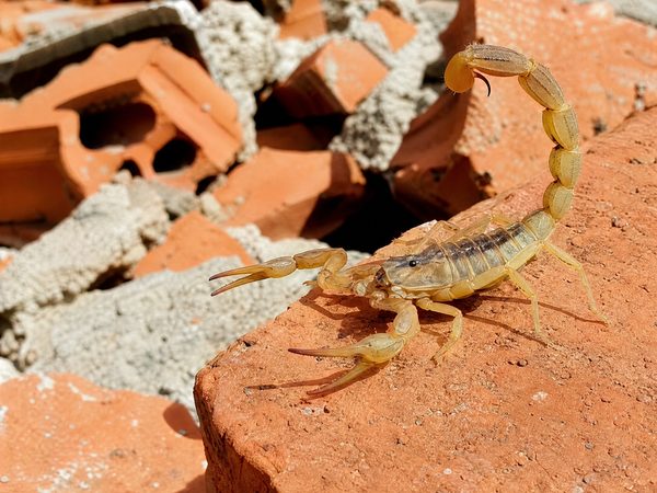 Escorpião amarelo abrigado em entulho de tijolo, situação típica de quintal